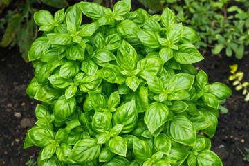 Raw Green Organic Basil Plant