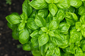 Raw Green Organic Basil Plant