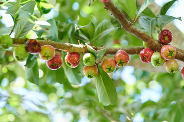 Sweet rose apple fruit