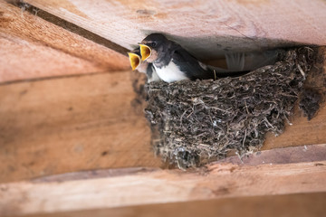swallow (Hirundinidae) in the nest is being fed, open beak
