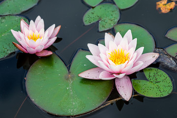 Zwei Seerosen © Bernhard