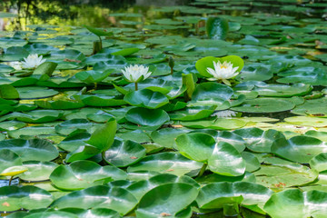 beautiful water lilies bloom in the lake in Tsvermaghala park, Georgia