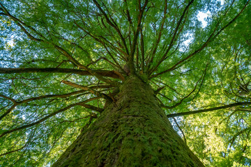 swamp cypress branches on sky, spring time.