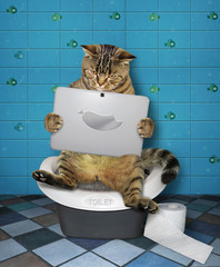 The funny cat  is sitting on the toilet bowl and staring at its laptop in the bathroom.