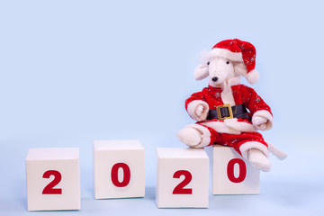 Fototapeta na wymiar A cute white rat in a red Santa Claus suit is sitting on white cubes with numbers 2020 on a blue background. Symbol of 2020 on the eastern calendar.