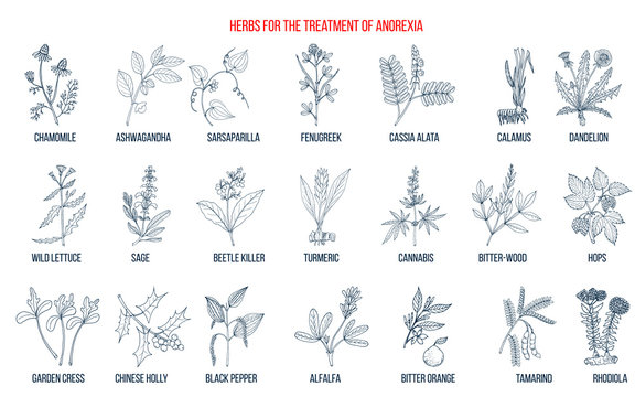 Best herbs for the treatment of anorexia