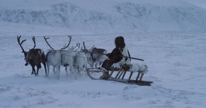 Man in a fur in the middle of Arctic driving the big group of amazing reindeers on a sleigh in a winter freezing day