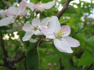 Obraz na płótnie Canvas Apple Blossom