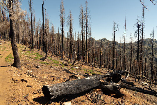 Burnt Forest 1v, Marble Mountain Wilderness, Klamath National Forest, California