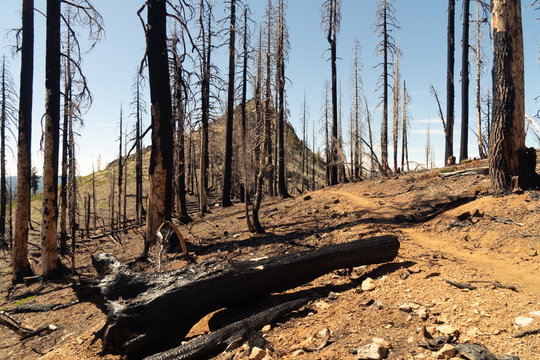 Burnt Forest 2v, Marble Mountain Wilderness, Klamath National Forest, California