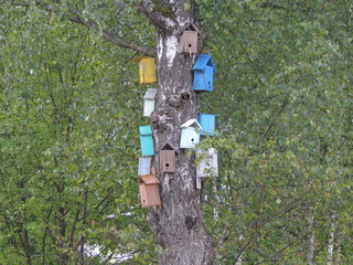 birdhouse on a tree