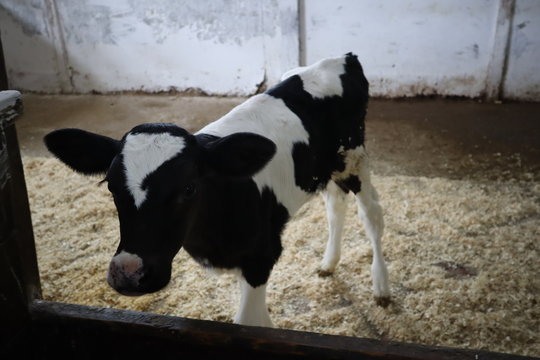 farm calf in a stall. A cute calf stands in a wooden shed in the village and looks into the lens. A cow stands inside a ranch next to hay and other calves. Young calves in a farm. Calf Care.