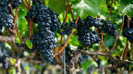 red grapes on the vine