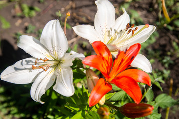 beautiful lilies close-up, beautiful bright background