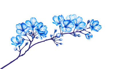 Blooming tree branch isolated on white background. Watercolor illustration.