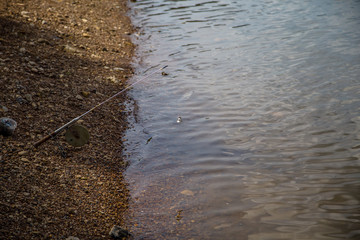 beautiful lilies close-up, beautiful bright background
