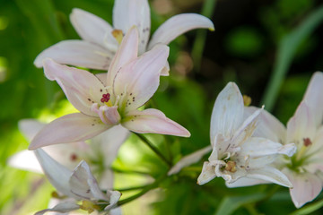 beautiful lilies grow in the garden