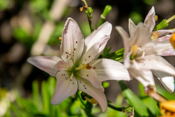 beautiful lilies grow in the garden