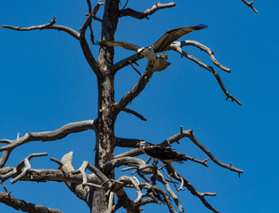 Osprey at Nesting tree