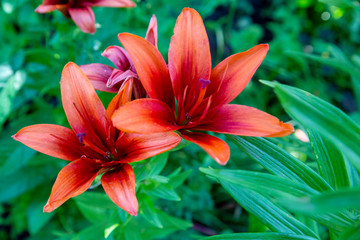 beautiful lilies grow in the garden