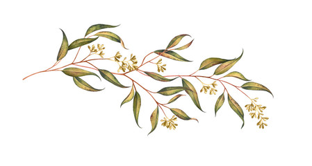 Eucalyptus branch with seeds isolated on white. Watercolor illustration. © Oleksandra