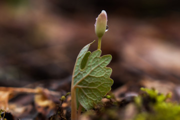 Bloodroot wildflower close=up