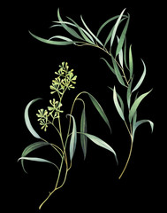 Set of two watercolor eucalyptus branches with seeds on black background