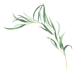 Watercolor eucalyptus branch isolated on white background - obrazy, fototapety, plakaty