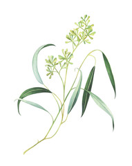 Watercolor eucalyptus branch with seeds isolated on white background