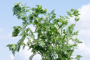 Obraz premium ragweed ambrosia plant allergy