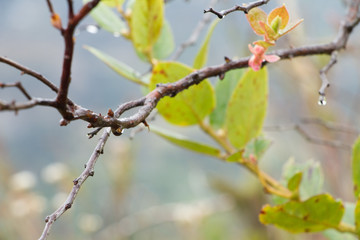 Gotas de agua después de la lluvia 