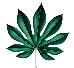 Fototapeta na wymiar Tropical leaf of fatsia japonica isolated on white. Watercolor illustration.