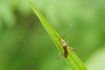 Top view a Nysius insect, Seed bugs, ground bugs (Lygaeidea) resting on green leaf with green nature blurred background, 