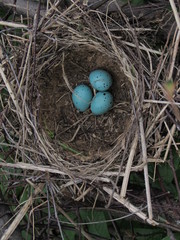 blue eggs