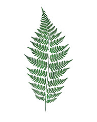 Watercolor fern isolated on white background. Botanical illustration.