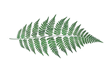 Watercolor fern isolated on white background. Botanical illustration.