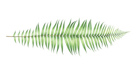 Watercolor fern isolated on white background. © Oleksandra