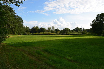 Am Waldrand grünt es nur so vor sich hin