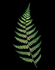 Watercolor fern isolated on black background. Botanical illustration.