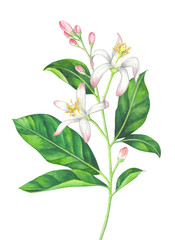 Watercolor lemon branch with blossom on white background