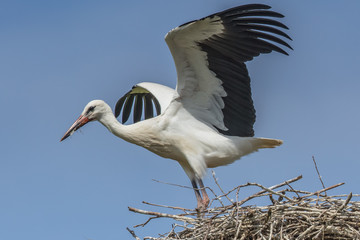 storch