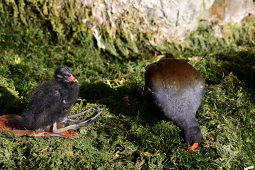 Portrait of a baby moorhen (gallinula chloropus) with it's mother