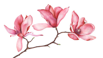 Pink magnolia branch isolated on white background. Watercolor illustration. - obrazy, fototapety, plakaty