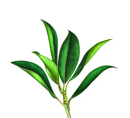 Fototapeta premium Magnolia branch isolated on white. Hand drawn watercolor illustration.