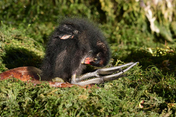 Close up of a baby moorhen (gallinula chloropus) preening itself