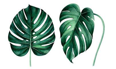 Set of tropical monstera leaves isolated on white. Watercolor illustration. © Oleksandra