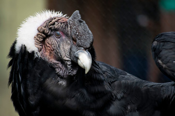 condor from cuzco 