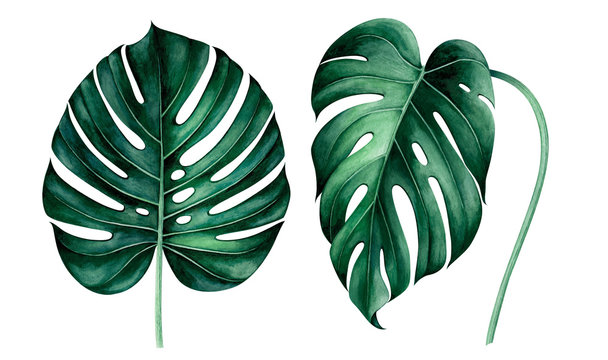 Set of tropical monstera leaves isolated on white. Watercolor illustration.