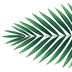 Tropical palm branch isolated on white. Watercolor hand drawn illustration.