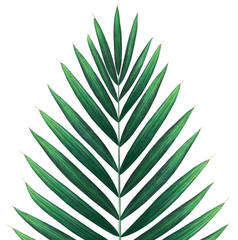 Tropical palm branch isolated on white. Watercolor hand drawn illustration.